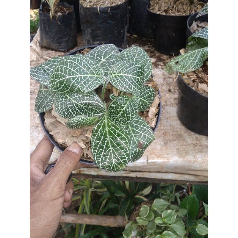 tanaman hias epicia mutiara-episia mutiara-fitonia episia mutiara