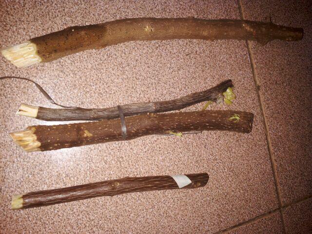 Tanaman Hias Bougenville Singapur Varigata Sudah Berakar. Bogenvile