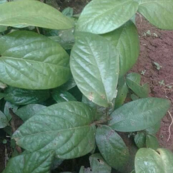 

segar Daun singa depa segar