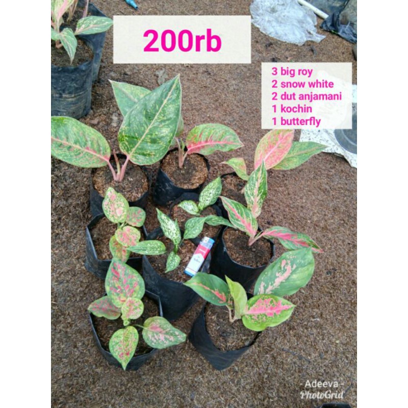 paket 10 batang aglaonema murah/tanaman hias