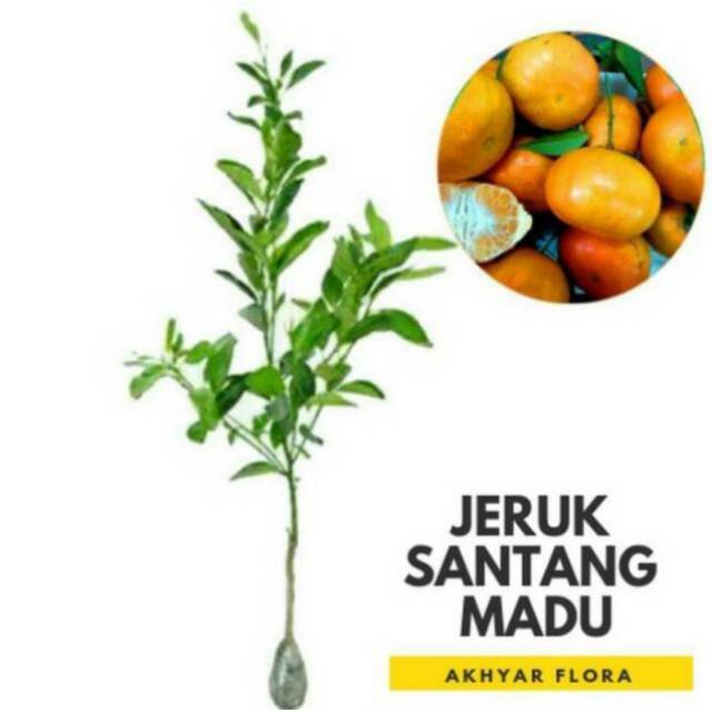 BIBIT BUAH JERUK SANTANG MADU/Bibit jeruk santang madu (BIBIT TERBAIK)