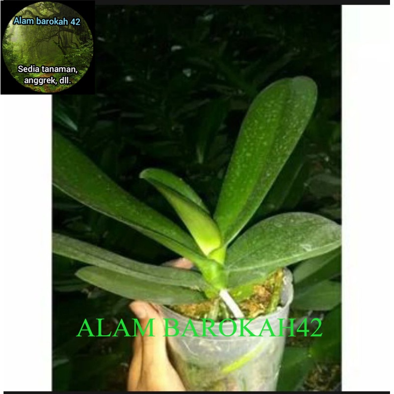 anggrek bulan jumbo daun banyak