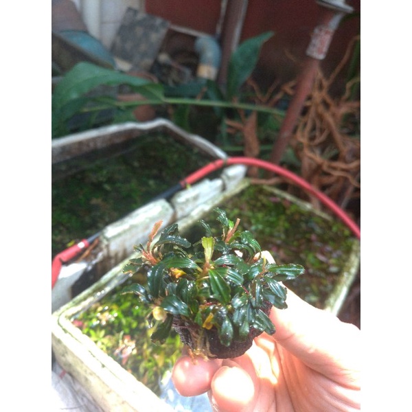 Aquascape bucephalandra mini black phantom wabikusa