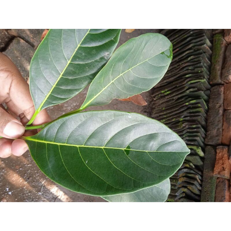 

DAUN NANGKA SEGAR