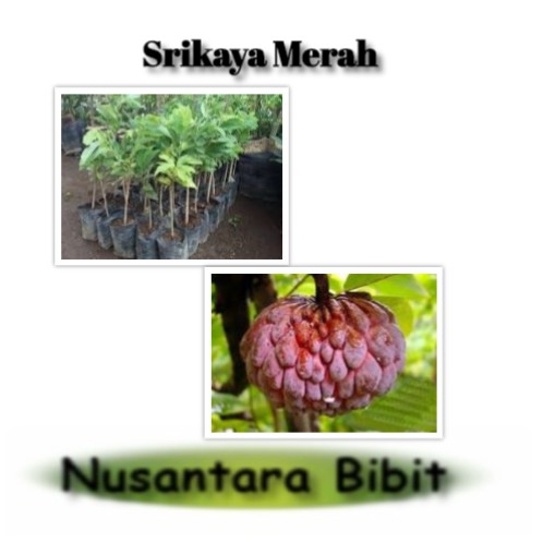 Bibit Buah Srikaya Merah