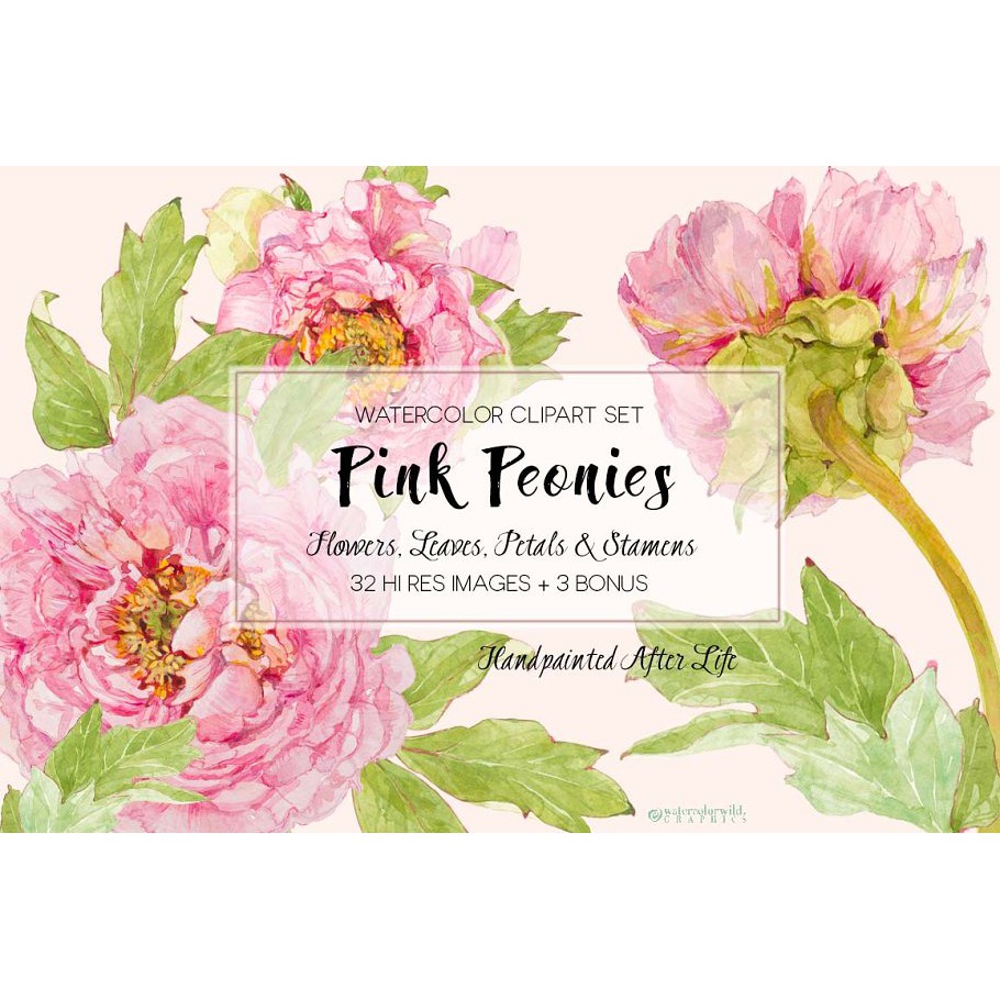 Pink Peonies Clipart Set - JPEG Ultra HD