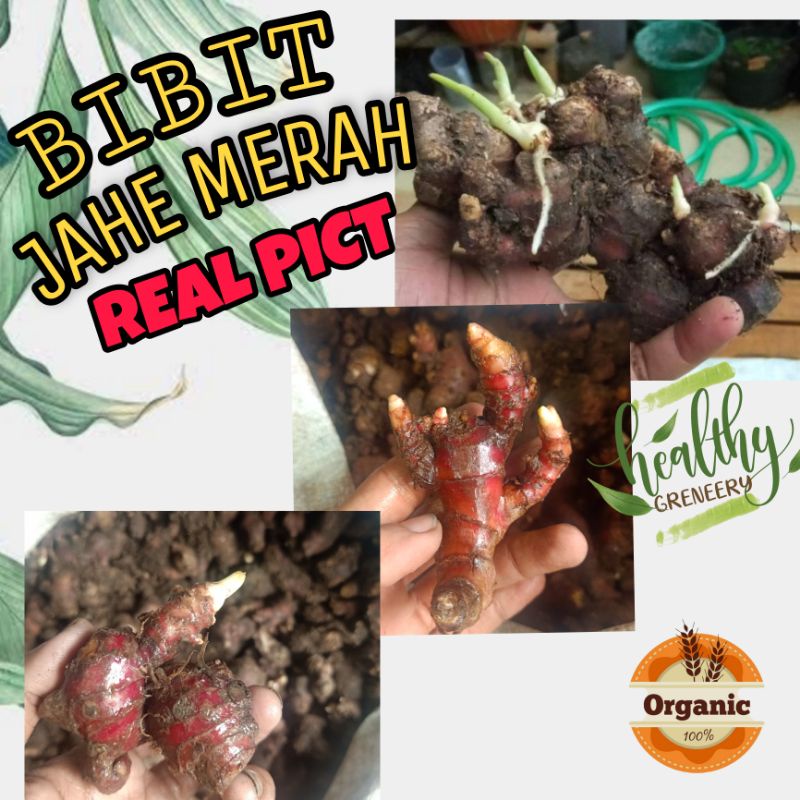 

1 KG Bibit Jahe merah Fresh