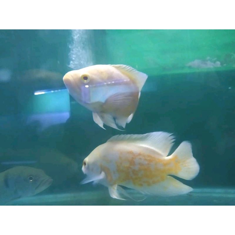 ikan Oscar albino