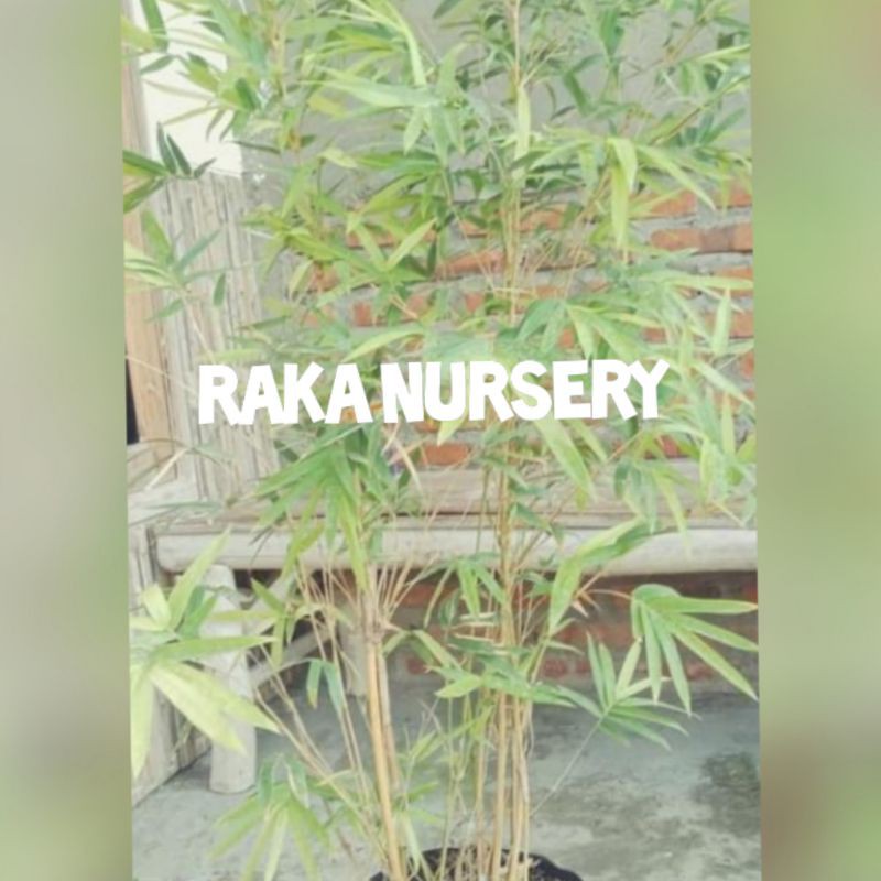 bibit bambu kuning mini