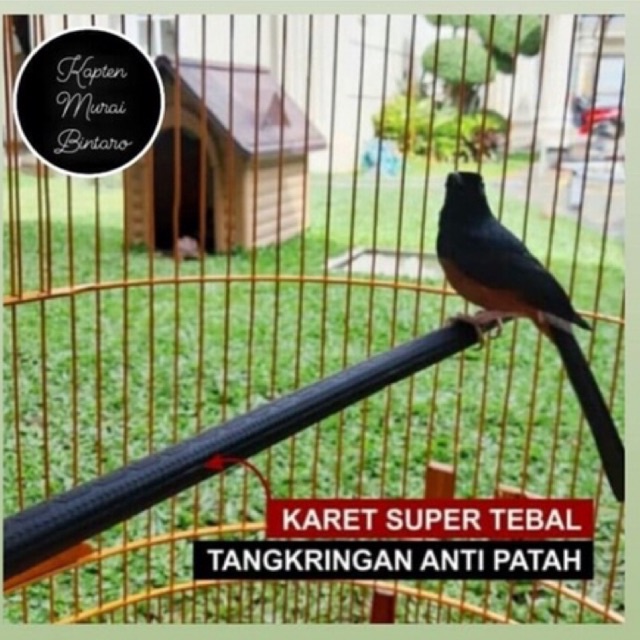 TANGKRINGAN SETAN VIRAL MURAI BATU KARET HITAM