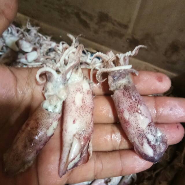 

Cumi Sontong BK 1kg