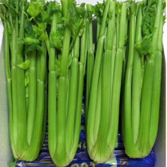 

CELERYorganikimpor