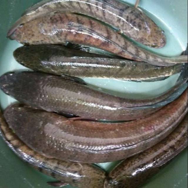 

Ikan gabus