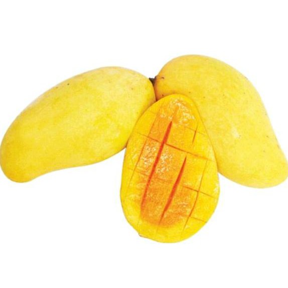 Tulen Bibit Buah Mangga Chokanan. Asli