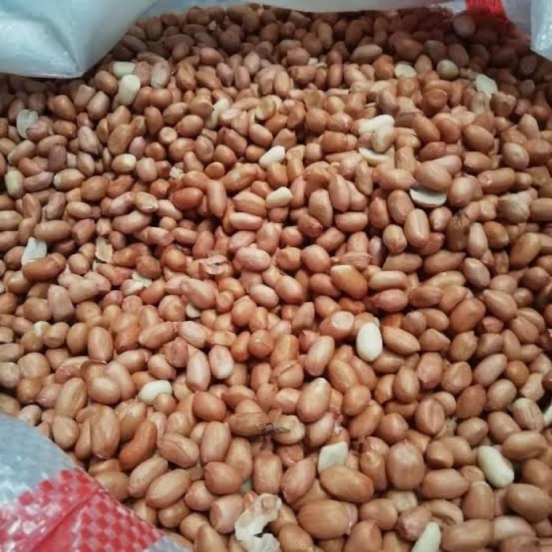 

kacang tanah