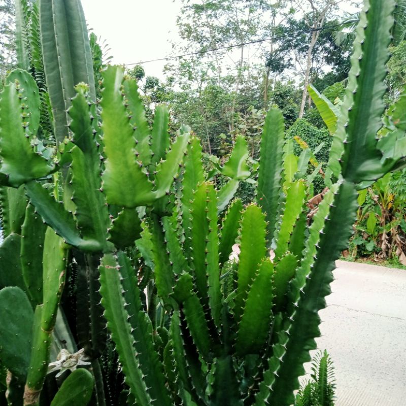 tanaman hisa euphorbia ingens fresh cut 3 pcs