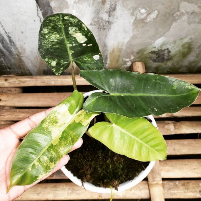 tanaman hias burlemax varigata/philodendron burlemax variegata