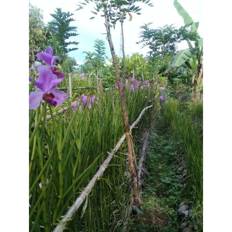 Anggrek Vanda Douglas