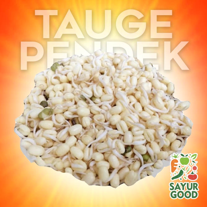 

Tauge Pendek / Tauge Soto / Tauge Pendek Segar / Tauge Fresh / 250gr