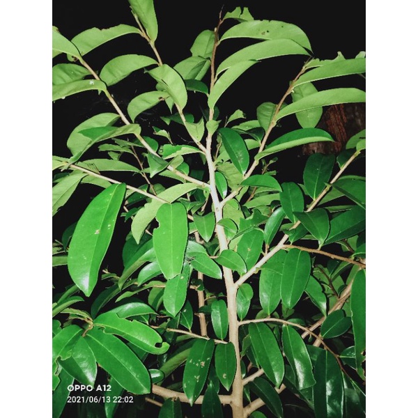 

jual daun sirsak segar 1kg