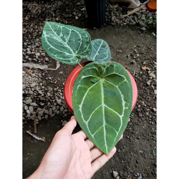 anthurium forgetii hybrid