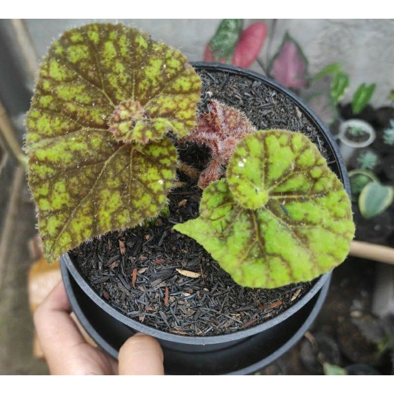 Tanaman Hias Begonia  keong kuning.
