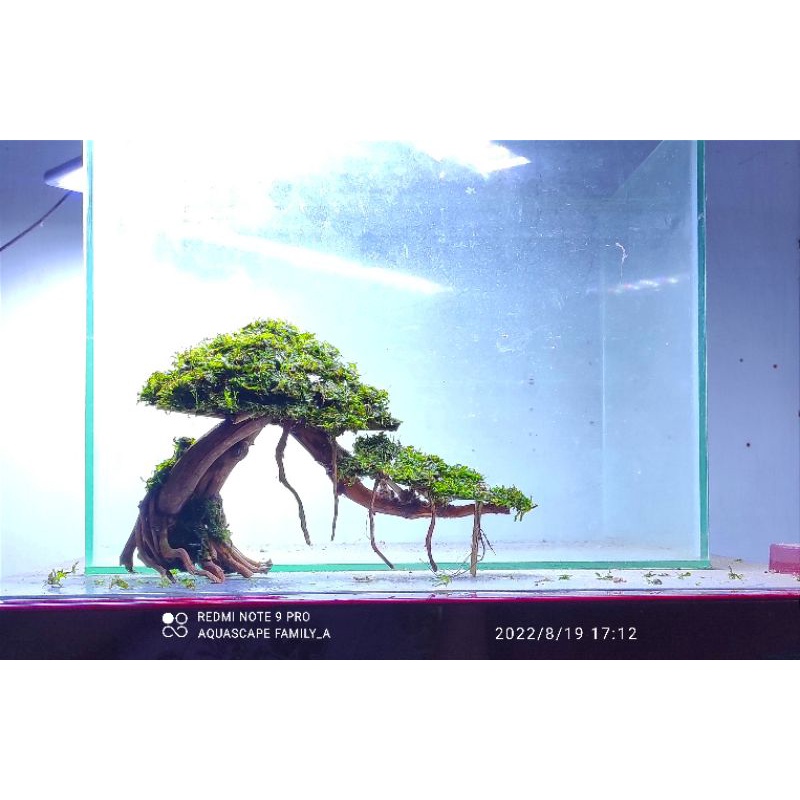 bonsai aquascape beringin miring ukuran p25. cm siap pakai