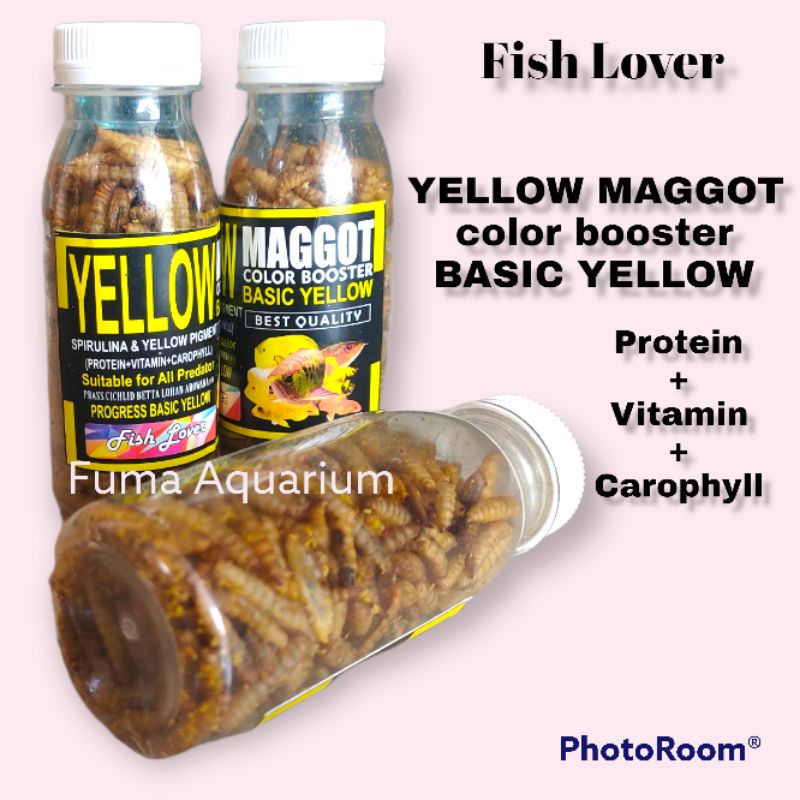 Fish Lover Yellow Maggot BSF Color Booster Basic Yellow 20gr Pakan Ikan Makanan Ikan Hias Predator dll