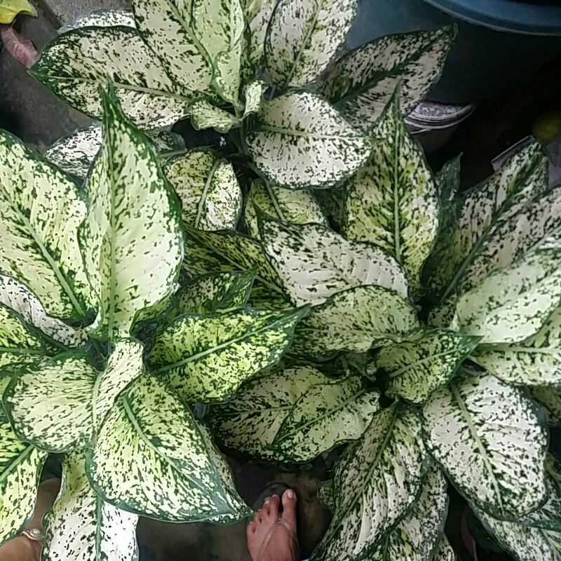 Aglonema Snow White Rimbunan Induk Termurah (Indukan Jumbo)