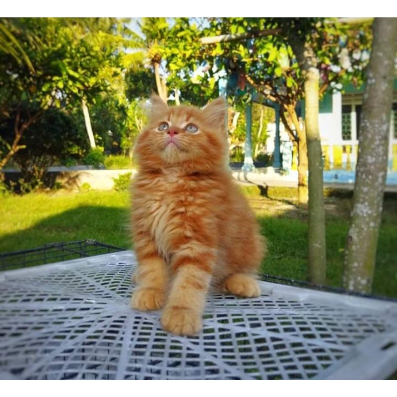 kucing khusus pulau jawa belum vaksin