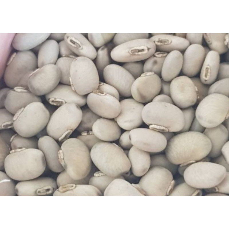 KORO BENGUK/KORO BABI/BENGUK HITAM/BENGUK PUTIH