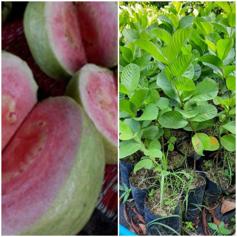 jambu kristal merah