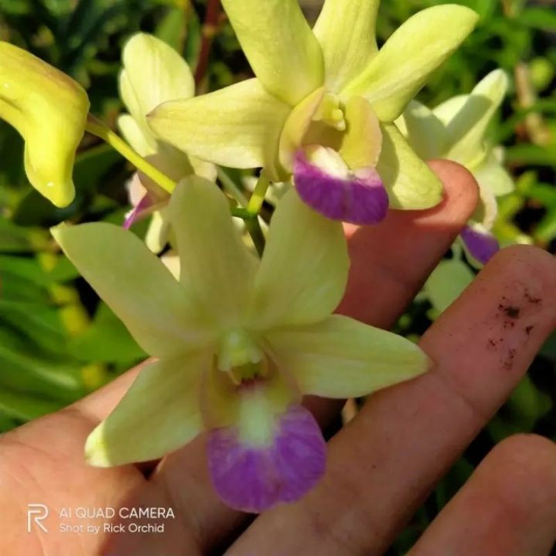 anggrek dendrobium dewasa bunga kuning