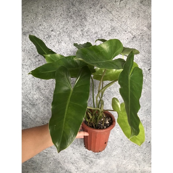 Philodendron burlemarx