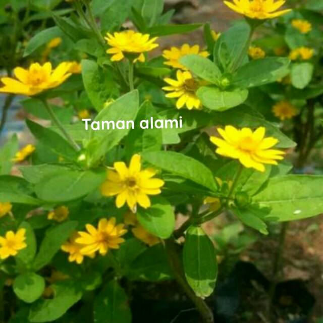 Pohon bunga matahari mini - tanaman bunga matahari - tanaman hias bunga matahari mini