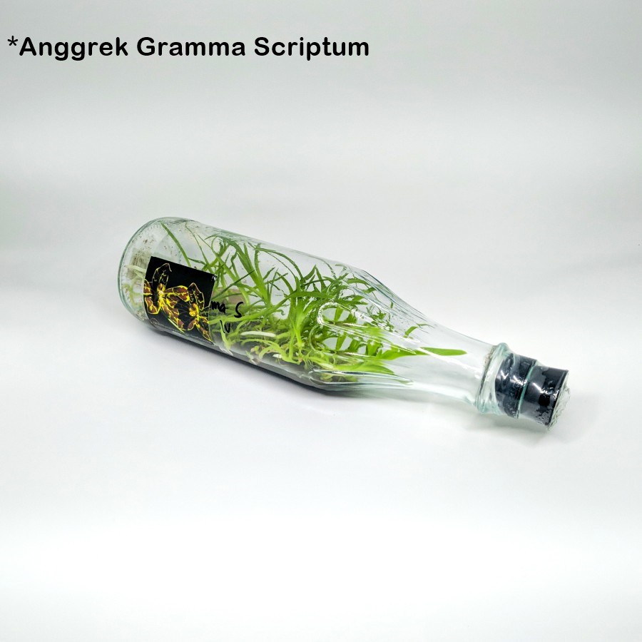 Bibit Anggrek Gramma Scriptum Siap Aklim
