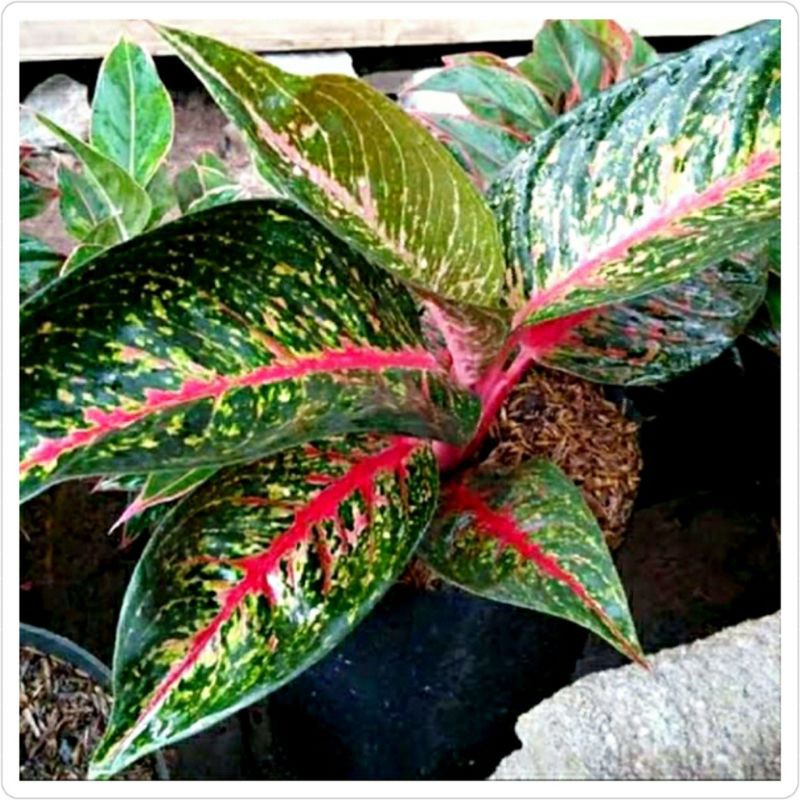 TANAMAN HIAS AGLONEMA HOT LADY merah cantik