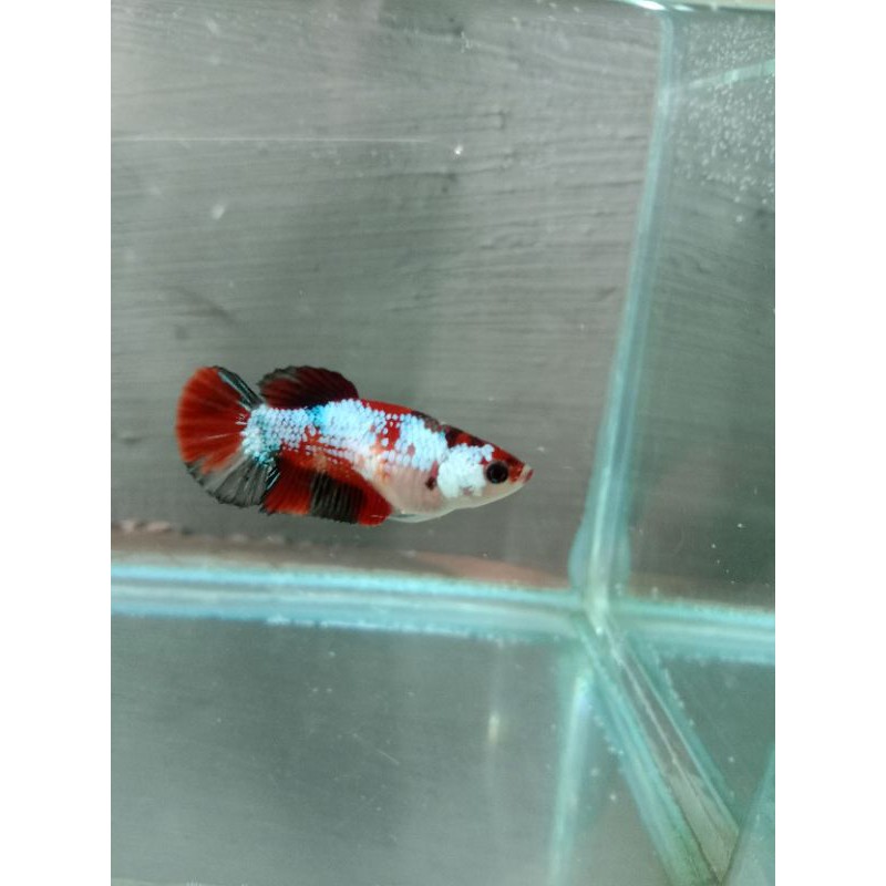

cupang koi multicolor