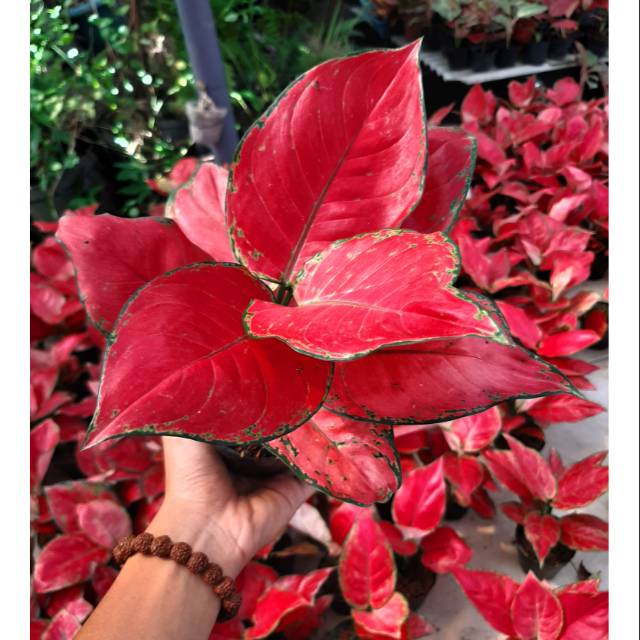  RED  ANJAMANI  RED  ANJA AGLAONEMA  RED  ANJAMANI  REMAJA 