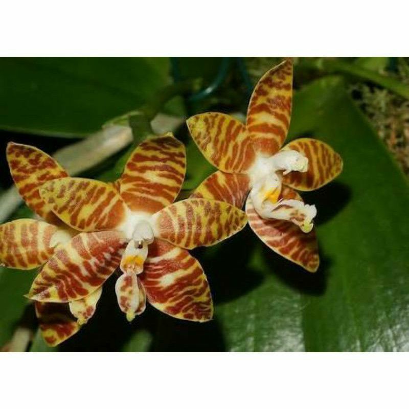 Anggrek Phalaenopsis amboinensis var flavida