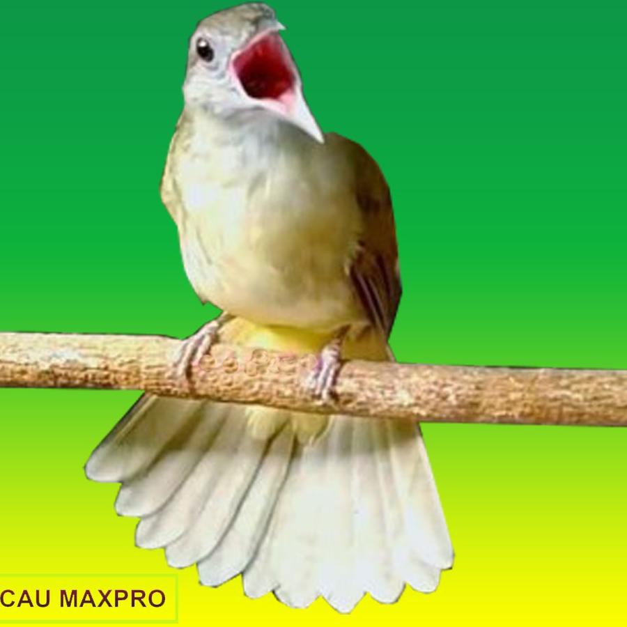 T E R L A R I S Kicau Maxpro Mastering Burung Kicau Profesional