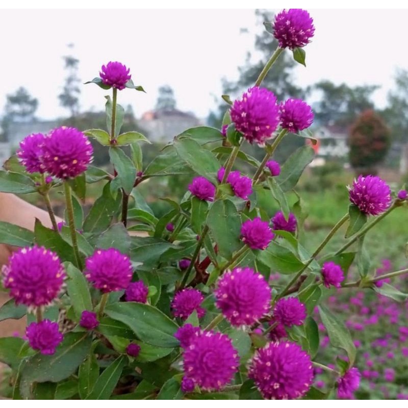 20 benih bibit Bunga Knop Kancing/Bunga Hias