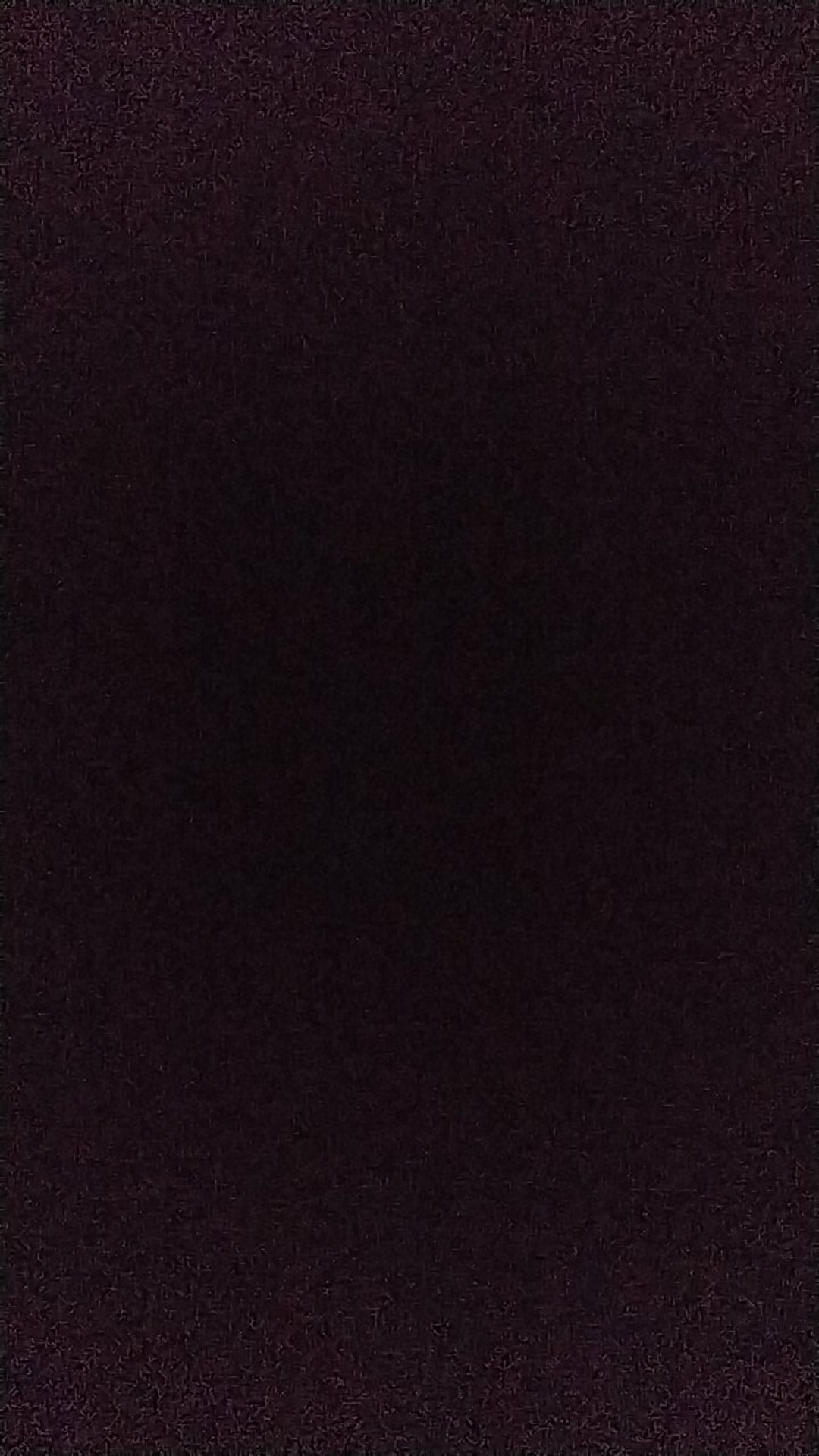 Pohon Bidara Arab - Bidara Arab Sidr Ruqyah Tinggi 50cm