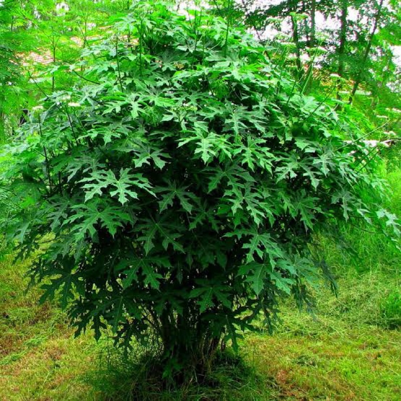 

daun pepaya jepang segar atau daun gedi