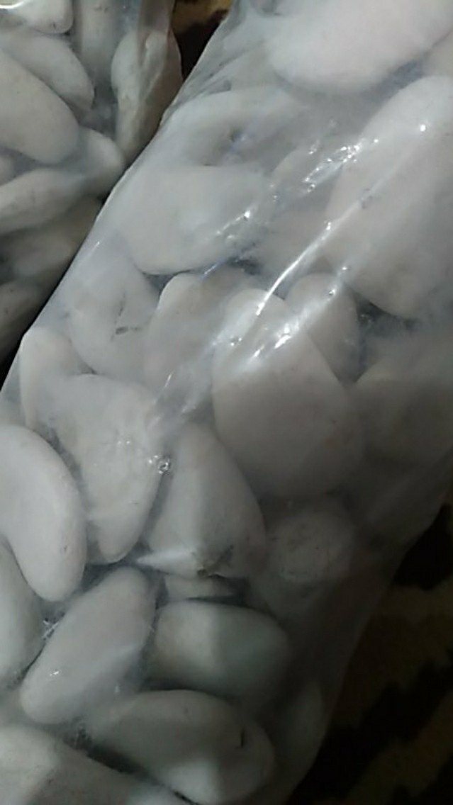 Batu Koral Kupang Putih Batu Hias Batu Alam