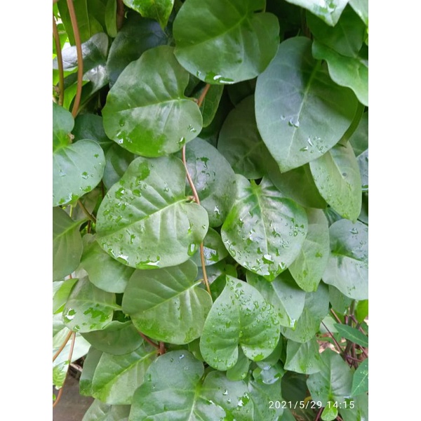 

Daun Binahong Segar 500 gram