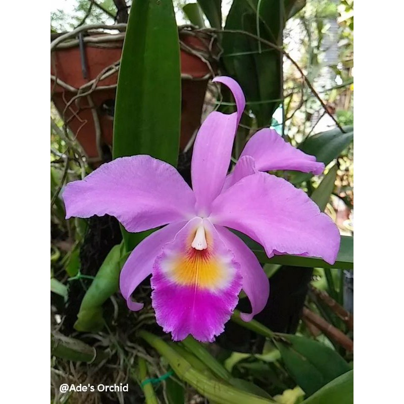 anggrek cattleya mantini dewasa