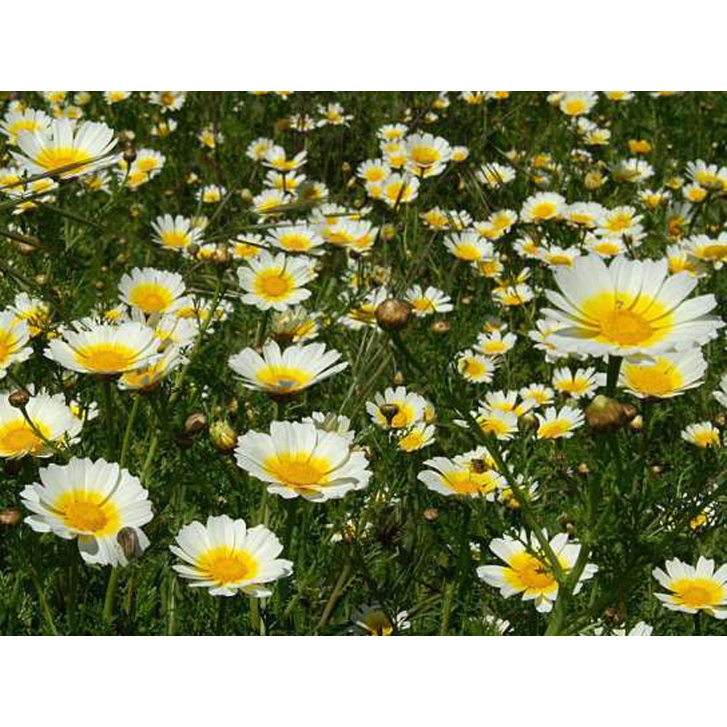 Bibit Benih Biji Bunga Garland Daisy - Bibit Tanaman Pohon Bunga Garland Daisy - Garland Daisy - COD