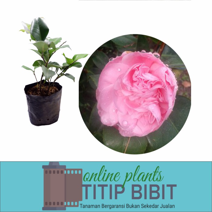 camelia pink bibit tanaman hias bunga