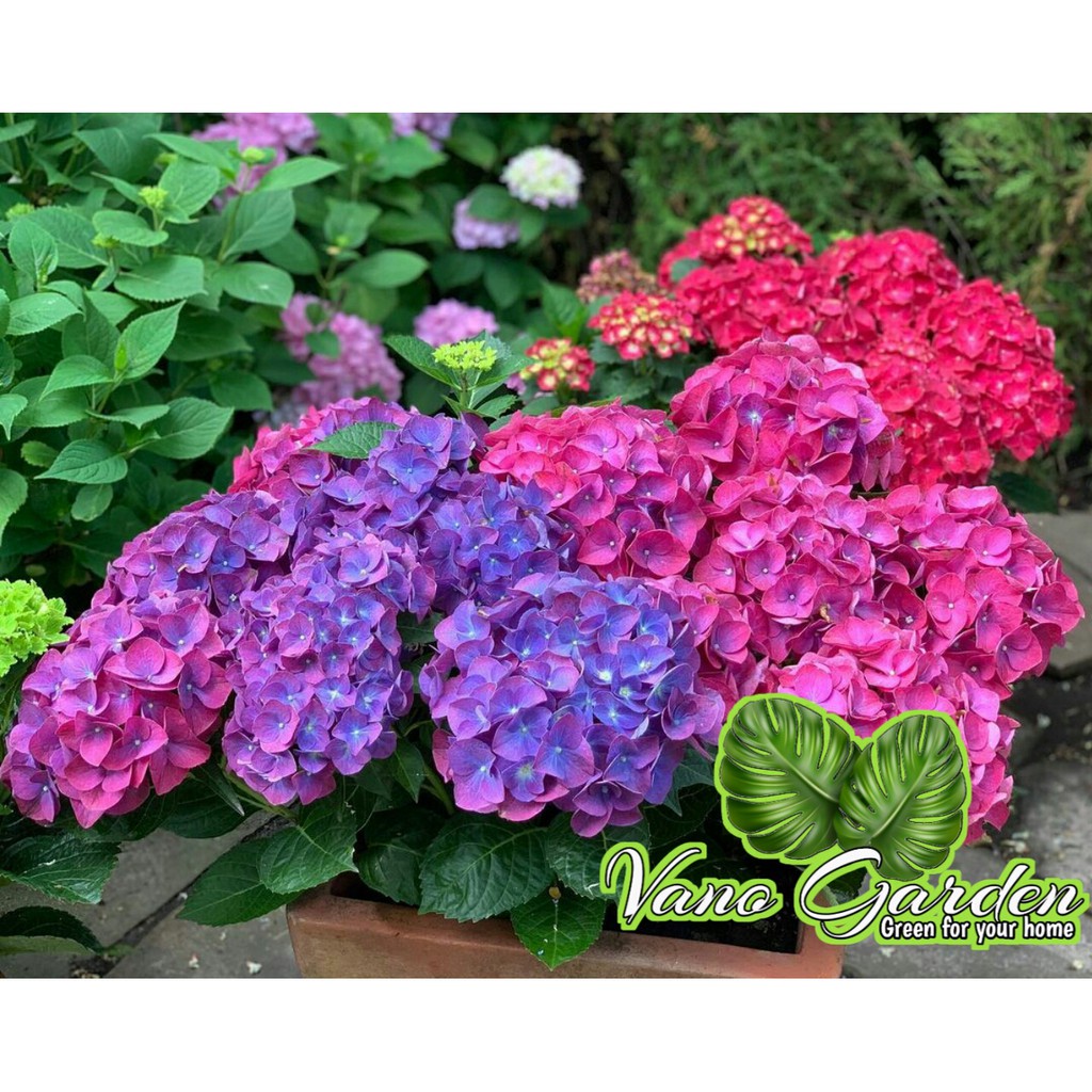 bunga hortensia pancawarna / hydrangea